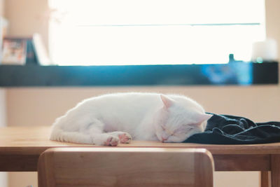 Cat sleeping on table