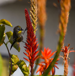 Pretty yellow and black warbler bird resting on tropical flower plant aloe vera in jungle