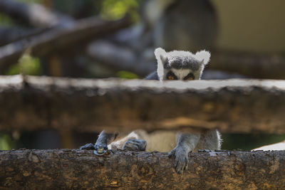 Close-up of ring-tailed lemur at zoo