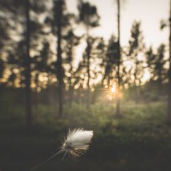 Dandelion on field against sky at sunset