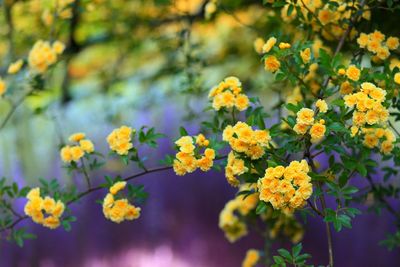 Close-up of yellow flower