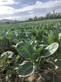 Plants growing on field