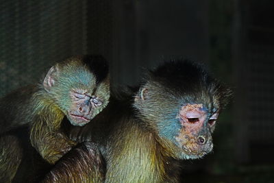 Close-up portrait of monkeys