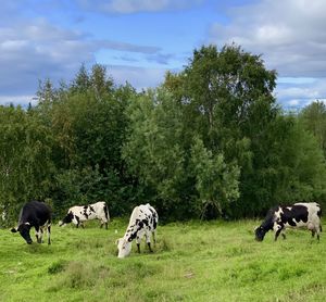 Horses grazing in a field