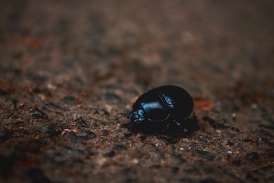 Close-up of insect on land