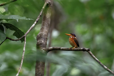 Sulawesi dwarf kingfisher - ceyx fallax in tangkoko batuangus nature reserve