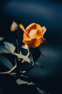 Close-up of rose plant