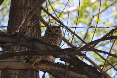 Low angle view of bird perching on tree trunk