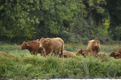 Cows on landscape against trees