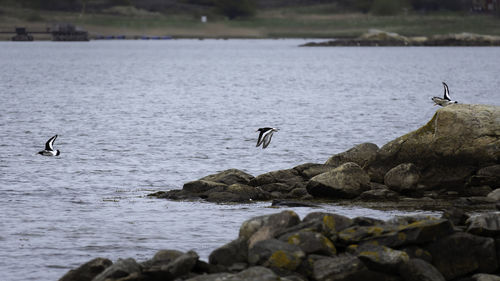 Birds flying over sea