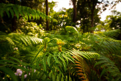 Close-up of fern leaves