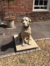 Dog on stone wall