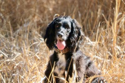 Portrait of dog sitting on field