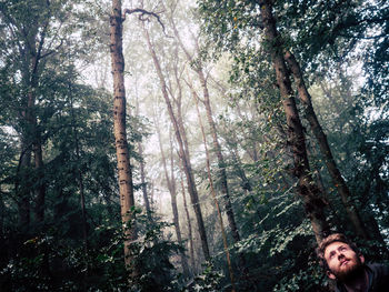 Low angle view of trees in forest