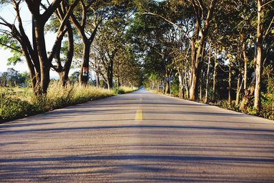 Empty road along trees