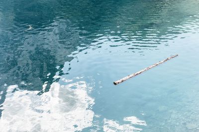 High angle view of ducks swimming in water