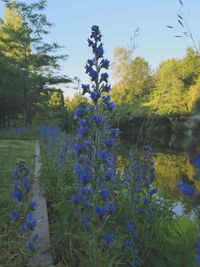 Close-up of purple flowering plants and trees on field
