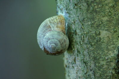 Close-up of snail on tree trunk