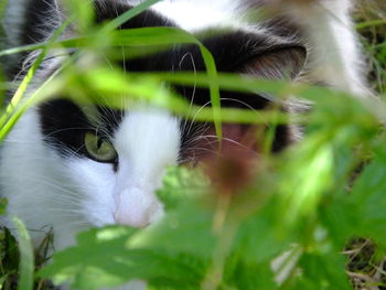 Portrait of cat on grass