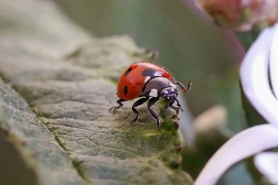 High angle view of ladybug on leaf