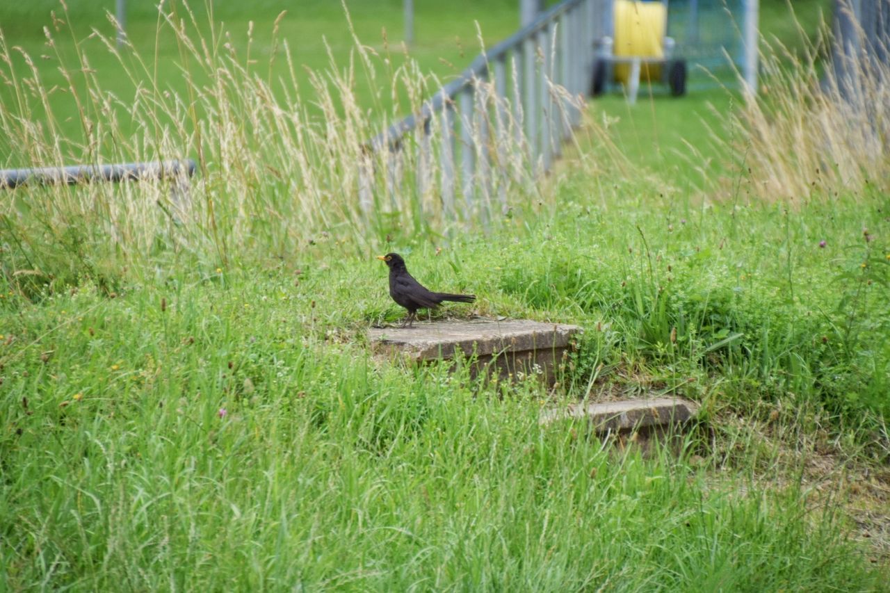 BIRD PERCHING ON GRASS