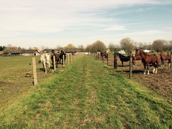 Horses in pen on field against sky