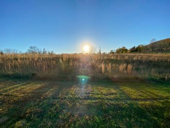 A bright sun set behind a large field of crops on a clear blue sky