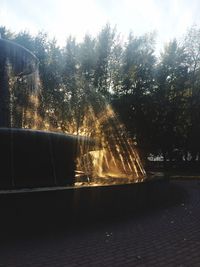 Reflection of trees in water