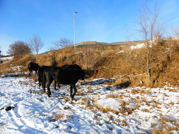 Horse standing on snow covered field