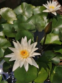 Close-up of white flowering plant