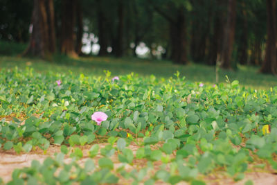 Close-up of flowering plants on land