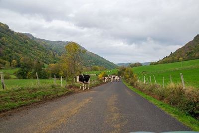 View of horse on road against cloudy sky