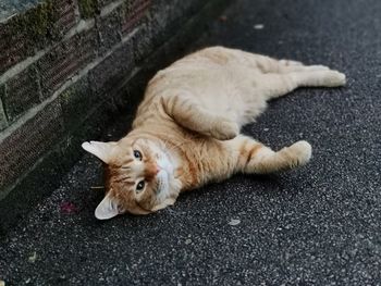 High angle view of cat resting on road