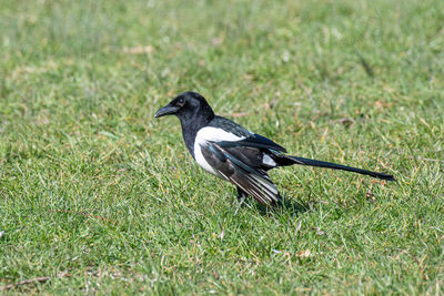 Black bird on grass