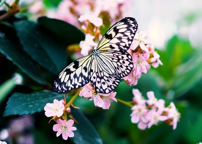 Close-up of butterfly on flower