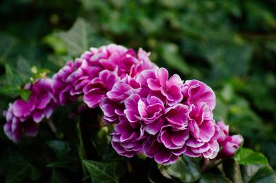 Close-up of pink rose flowers in park