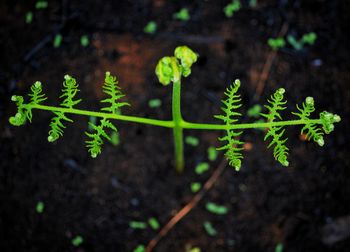 Close-up of small plant growing on field