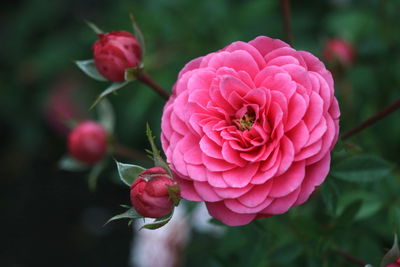 Close-up of pink rose