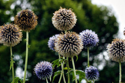 Close-up of wilted flowers