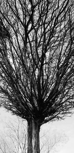 Low angle view of bare tree against sky