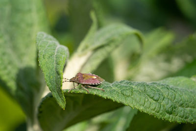 Close-up of insect on leaf