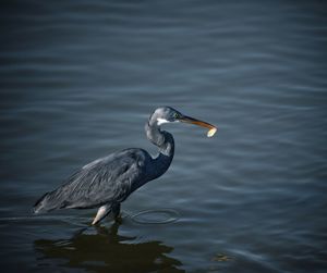 View of a bird