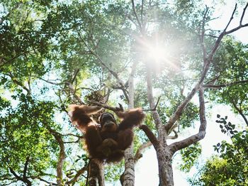 Low angle view of monkey on tree against sky