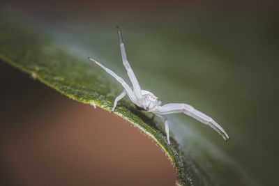 Close-up of insect