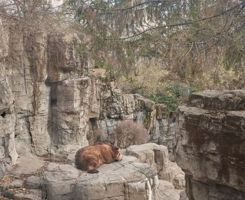 View of an animal on rock