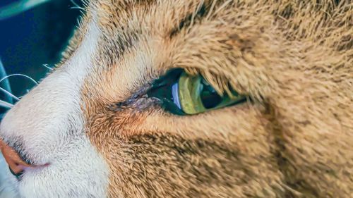 Close-up of cat looking away