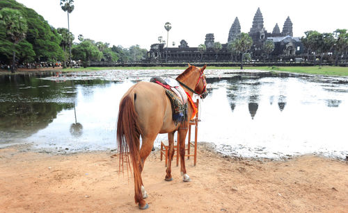 Full length of horse standing by pond at angkor wat temple