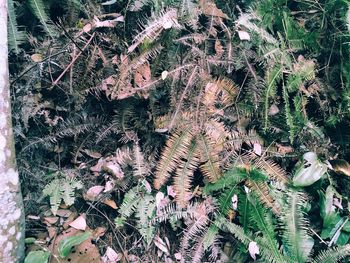 Full frame shot of fresh green leaves