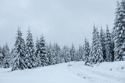 Trees on snow covered field against sky