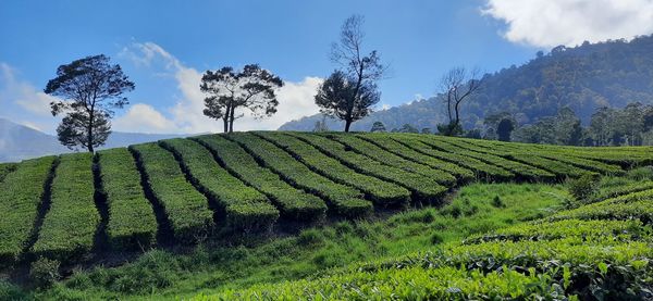 View of tea plantations in pangalengan, bandung, west java